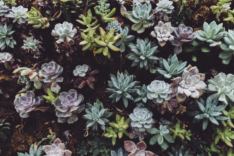 a close up of a bunch of succulents, a mosaic, inspired by Elsa Bleda, trending on unsplash, laying down, overgrown lush plants, lo fi, multiple stories