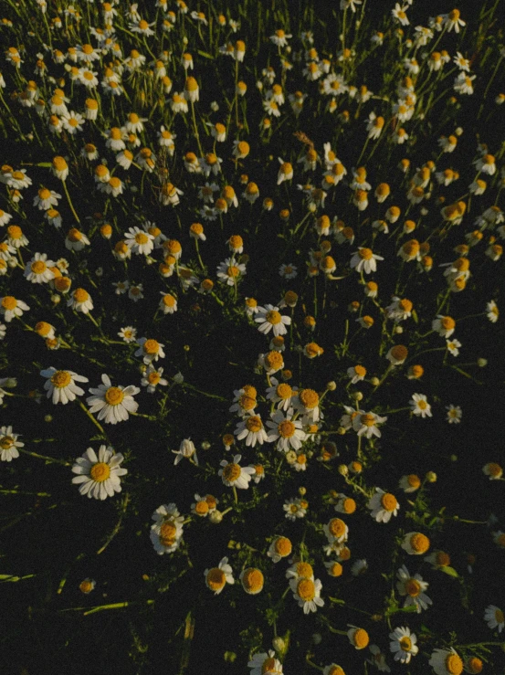 a field full of yellow and white flowers, an album cover, inspired by Elsa Bleda, trending on unsplash, happening, dark flower pattern wallpaper, cozy aesthetic, (night), ultra realistic 8k octan photo