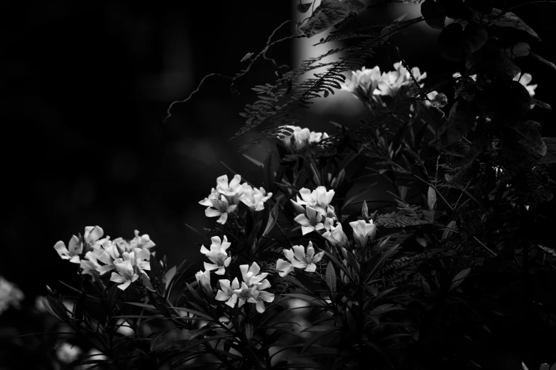 a black and white photo of some flowers, by Frederik Vermehren, dark jungle, afternoon lights, flowers and foliage, sergey krasovskiy