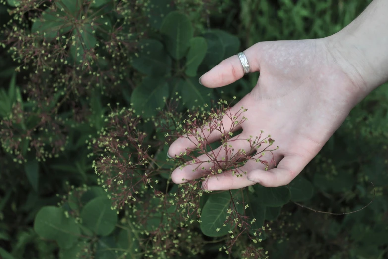 a close up of a person's hand holding a plant, by Sylvia Wishart, wearing two metallic rings, hemlocks, midsummer, seeds