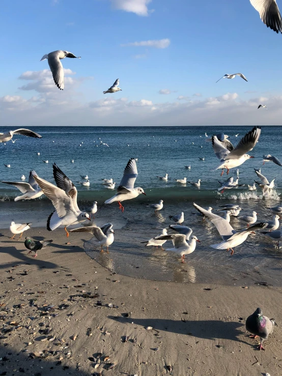 a flock of birds standing on top of a sandy beach