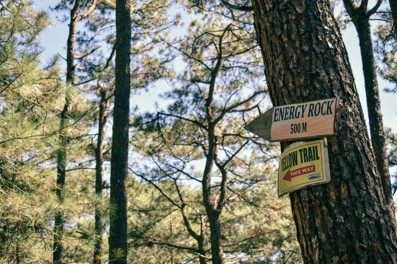 a sign attached to a tree in a forest, by Joe Bowler, pexels, rocky roads, energy trails, in avila pinewood, avatar image