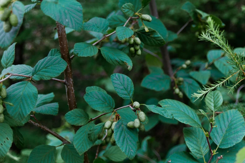 a close up of a plant with berries on it, hurufiyya, linden trees, thumbnail, fan favorite, dense thickets on each side