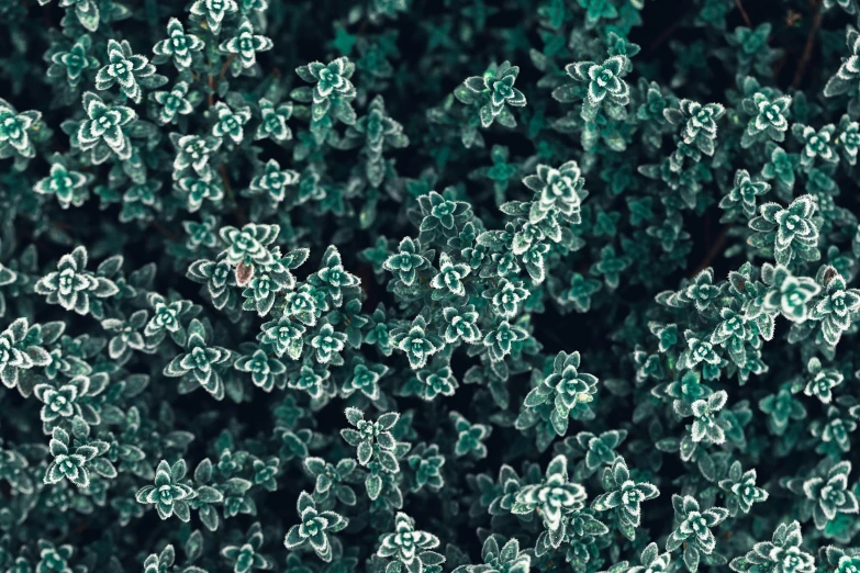 a close up of a bunch of green plants, a microscopic photo, inspired by Elsa Bleda, trending on unsplash, generative art, dark flower pattern wallpaper, hedges, glistening seafoam, white fractals