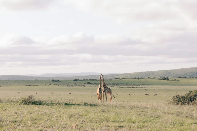 a couple of giraffe standing on top of a lush green field, jen atkin, far away landscape shot, conde nast traveler photo, no cropping