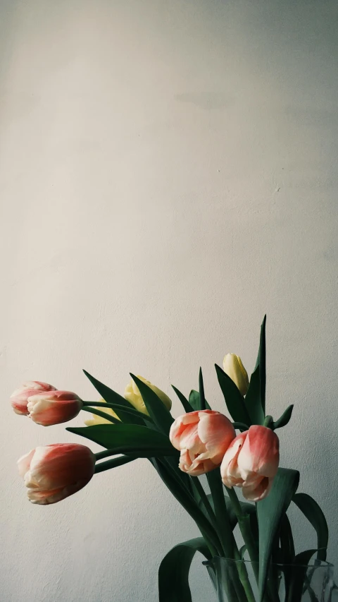 a vase filled with pink and yellow flowers, by Carey Morris, trending on unsplash, tulip, medium format. soft light, high quality photo, alessio albi