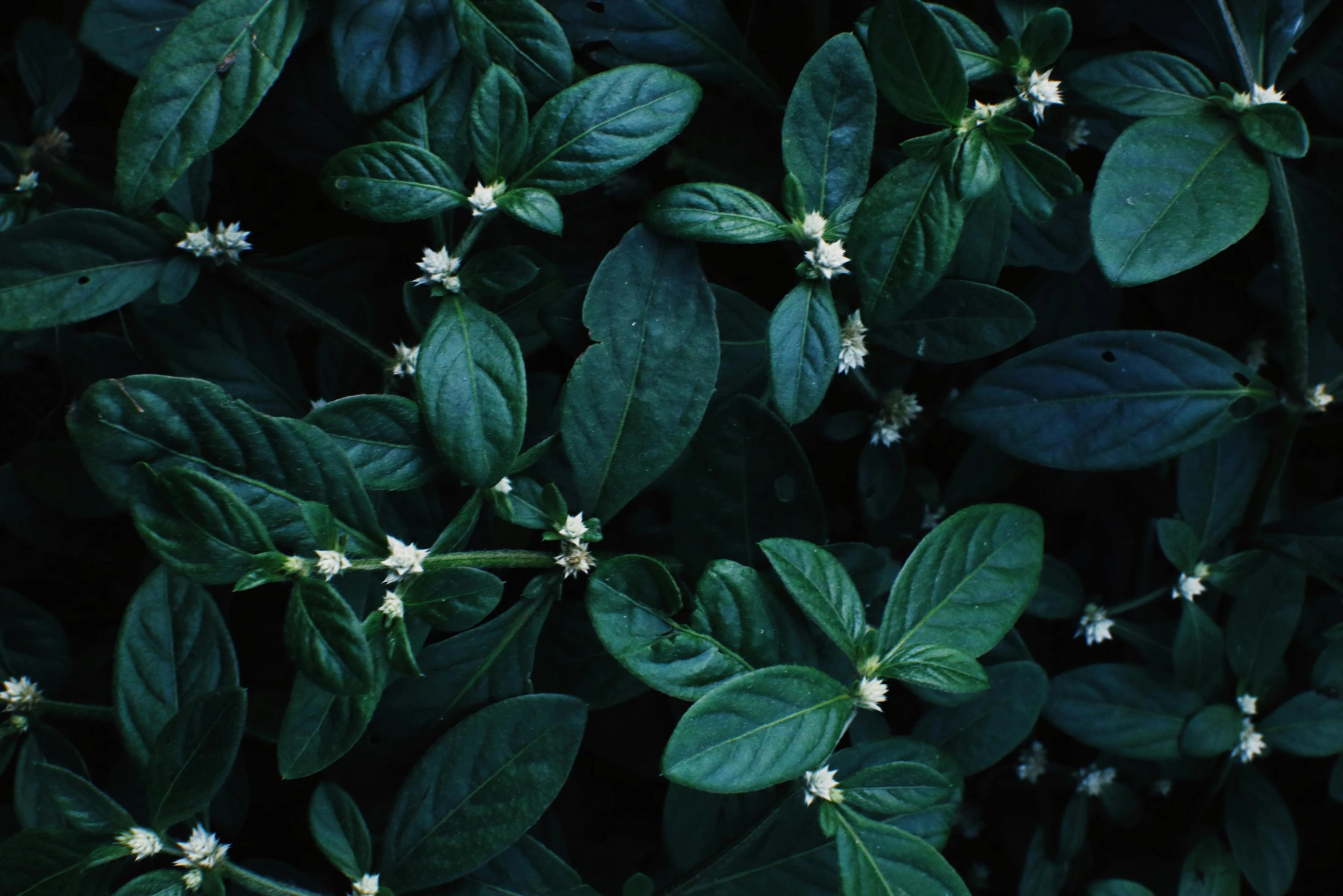 a close up of a plant with small white flowers, an album cover, inspired by Elsa Bleda, trending on unsplash, basil leaves instead of leaves, ayahuasca, ignant, high quality screenshot