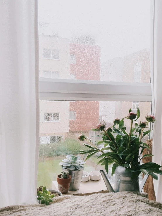 a cat sitting on a window sill next to a potted plant, inspired by Elsa Bleda, trending on unsplash, pure white hazy overcast sky, photo of a beautiful window, window ( rain ), y2k aesthetic