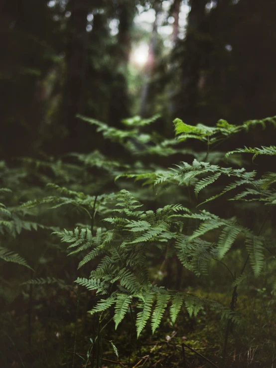 a forest filled with lots of green plants, inspired by Elsa Bleda, unsplash contest winner, hurufiyya, fern, medium format. soft light, moody photography, nothofagus