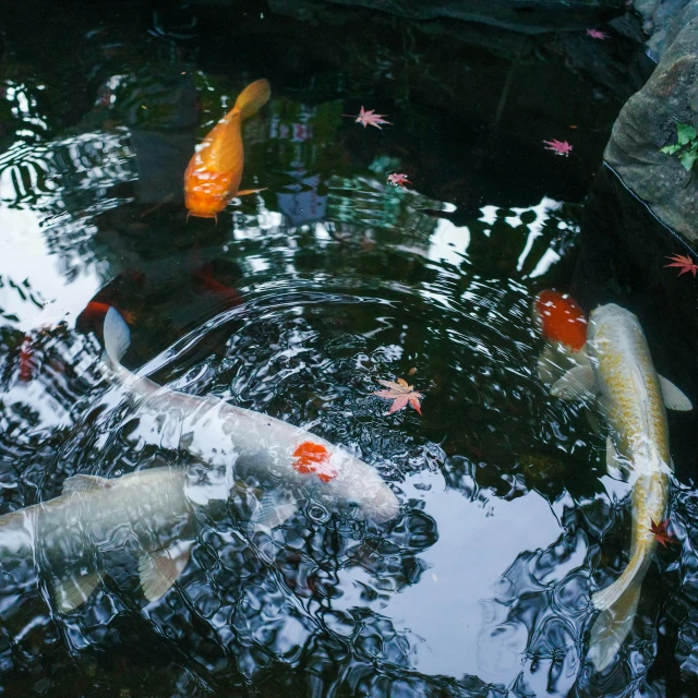 a group of koi fish swimming in a pond, an album cover, by Carey Morris, unsplash, fan favorite, f 1.4 kodak portra, water-cooled, screensaver