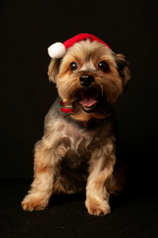 a small dog wearing a santa hat on a black background, a portrait, pexels, square, ready to model, brown, david a