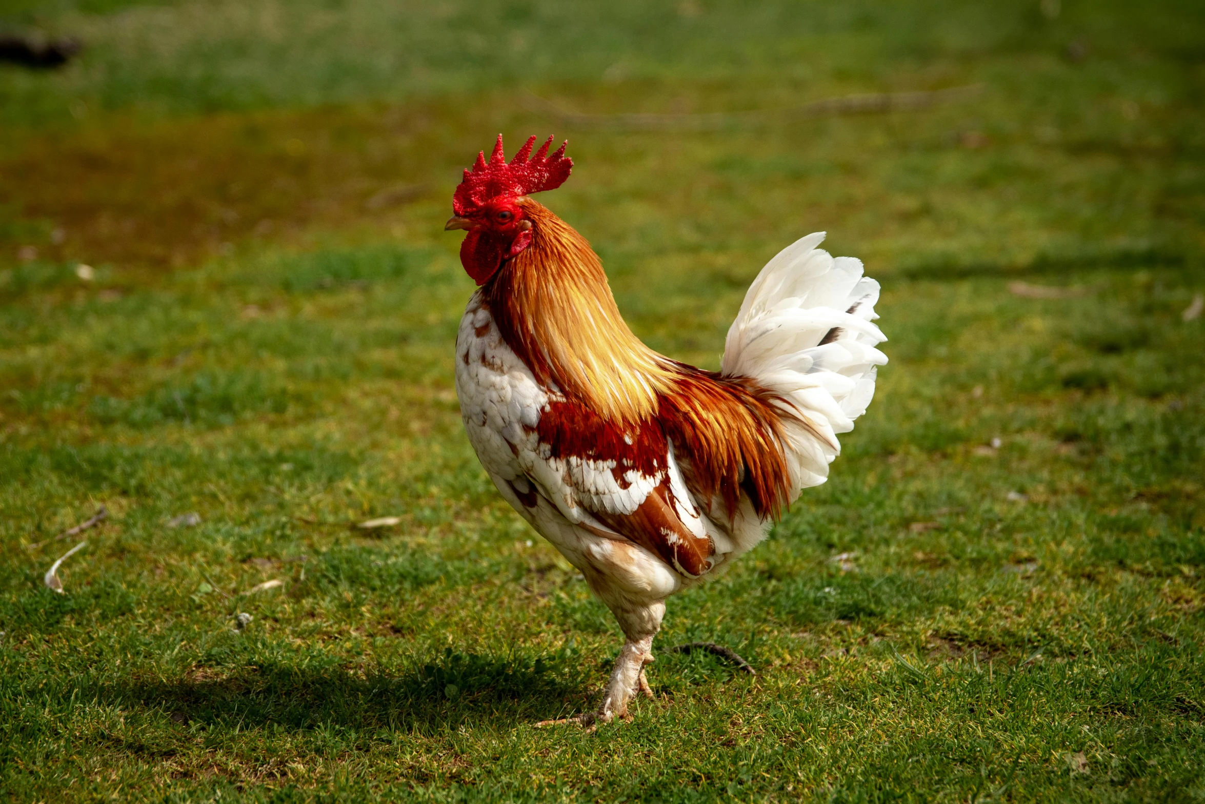 a rooster standing on top of a lush green field, albino, 15081959 21121991 01012000 4k, museum quality photo, reddish