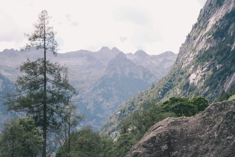 a herd of cattle standing on top of a lush green hillside, a picture, unsplash, les nabis, pine trees in the background, gorge in the mountain, chamonix, 2 5 6 x 2 5 6 pixels