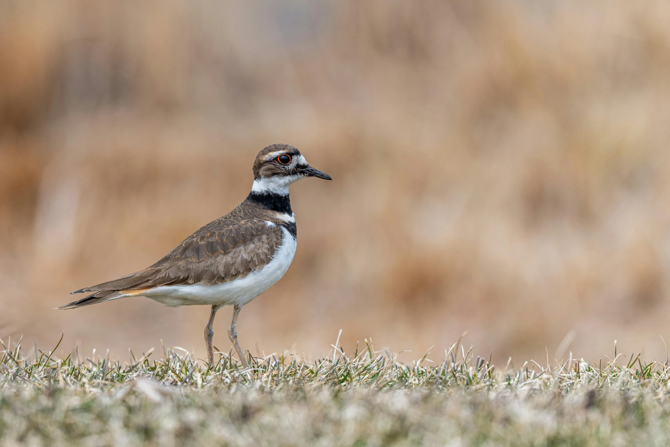 a small bird standing on top of a grass covered field, pexels contest winner, white neck visible, smooth shank, cross-hatchings, slide show