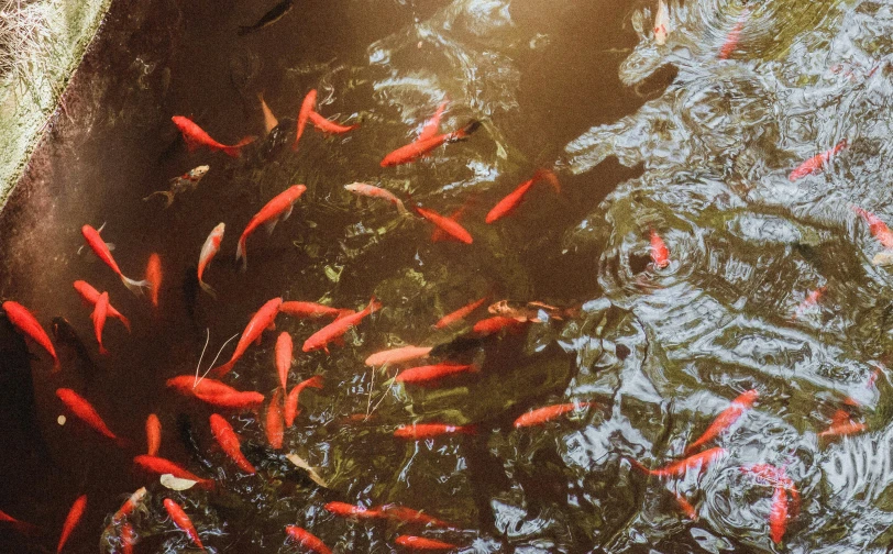 a pond filled with lots of red fish, an album cover, by Carey Morris, trending on unsplash, fan favorite, al fresco, lo fi, liquid gold