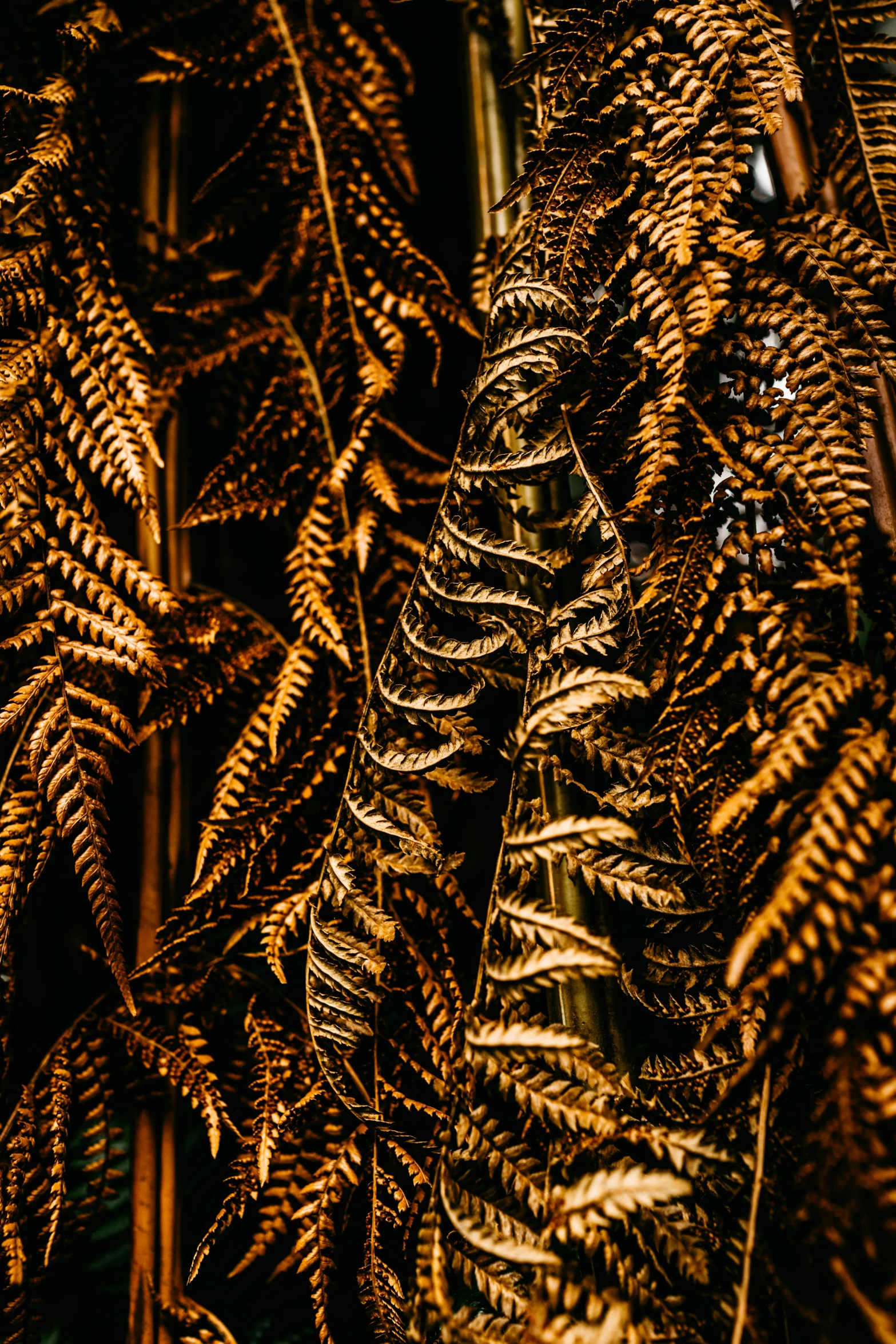 a close up of a bunch of leaves, an album cover, inspired by Elsa Bleda, baroque, black and gold rich color, psychedelic fern, high quality photo, gold clothes