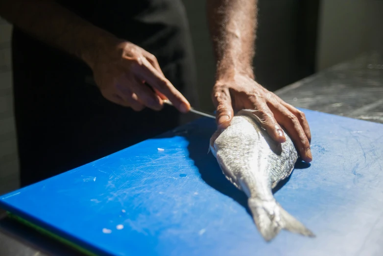 a person cutting a fish on a blue cutting board, by Matt Stewart, straya, thumbnail, looking towards camera, profile image