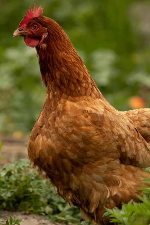 a brown chicken standing on top of a lush green field, paul barson, mid 2 0's female, up-close, warm coloured