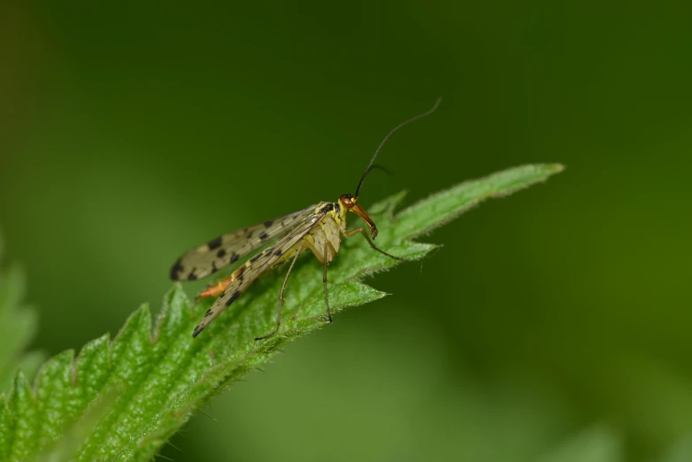 a bug sitting on top of a green leaf, hairs fluttering on the wing, david hardy, long hook nose, speckled
