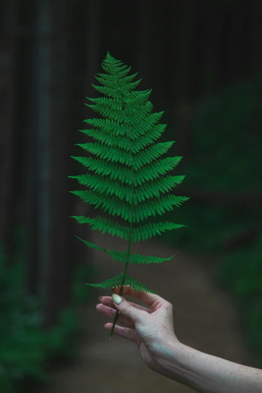 a person holding a fern leaf in their hand, inspired by Elsa Bleda, pexels contest winner, black fir, holding a 🛡 and an 🪓, large tall, single