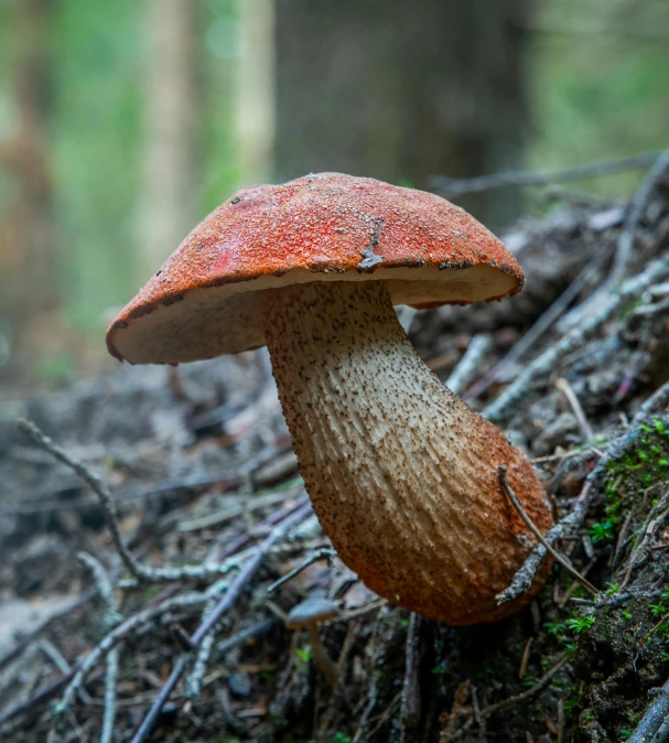 a mushroom that is sitting on the ground, a macro photograph, by Jakob Häne, unsplash, hurufiyya, red cap, epic scale ultrawide angle, lateral view, swedish forest