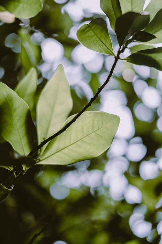 a branch of a tree with green leaves, trending on pexels, magnolia, a still of an ethereal, microchip leaves, forested