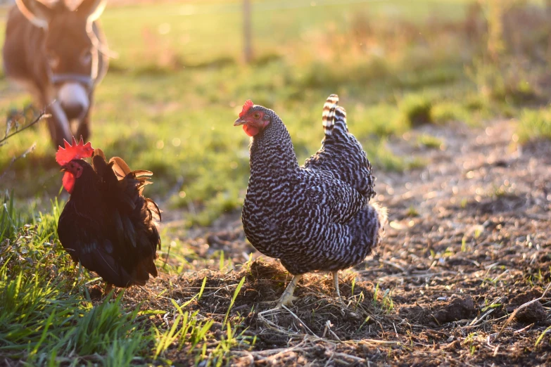 a couple of chickens standing on top of a grass covered field, by Rachel Reckitt, unsplash, evening sun, fan favorite, black, grey