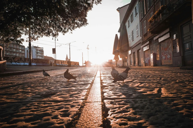 a group of birds walking down a cobblestone street, pexels contest winner, sun rising, ground level view of soviet town, brown, italian