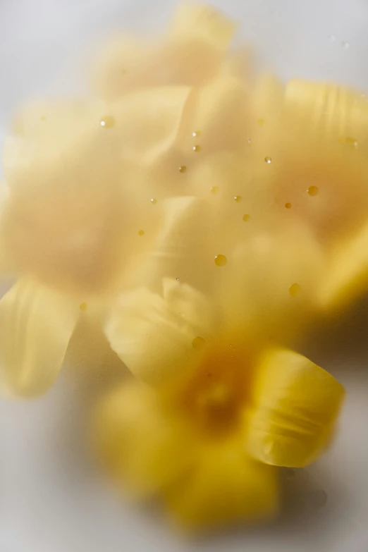 a white plate topped with yellow flowers on top of a table, a macro photograph, by David Simpson, renaissance, intricate pasta waves, yellow volumetric fog, pov shot, soft light - n 9