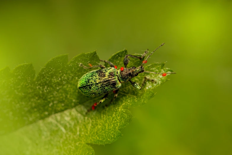 a green bug sitting on top of a leaf, by Adam Marczyński, pexels contest winner, green bright red, speckled, miniature animal, megascans
