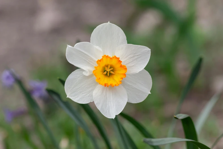 a single white flower with a yellow center, by David Garner, unsplash, orange blooming flowers garden, daffodils, albino dwarf, cottagecore flower garden