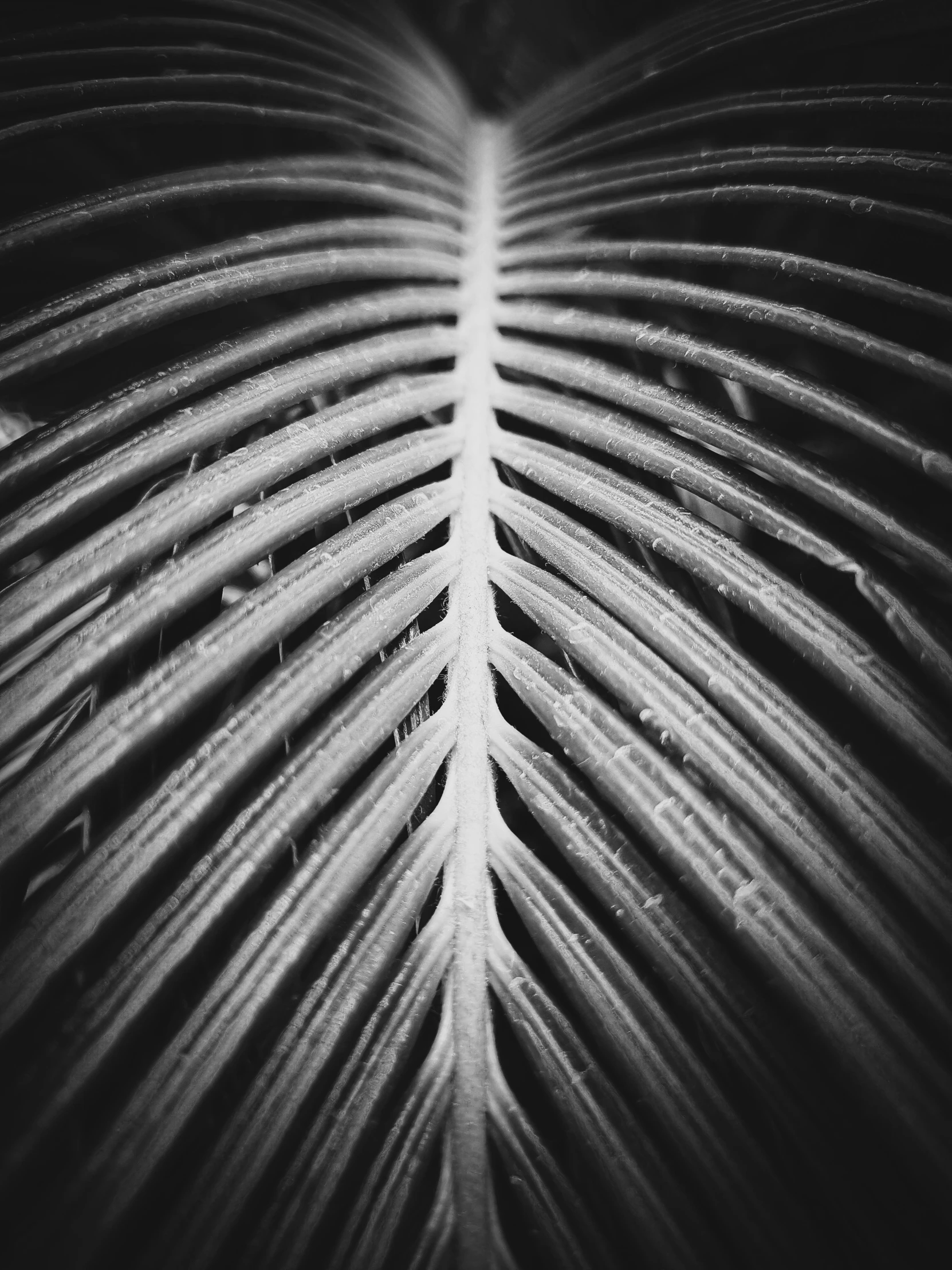 a black and white photo of a palm leaf, by Adam Chmielowski, ribcage, detailed medium format photo, alessio albi, beautiful surroundings