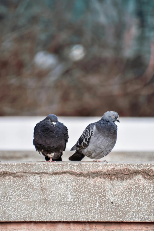 two pigeons standing next to each other on a ledge, a photo, trending on unsplash, bird poo on head, grey, full frame image, high-angle