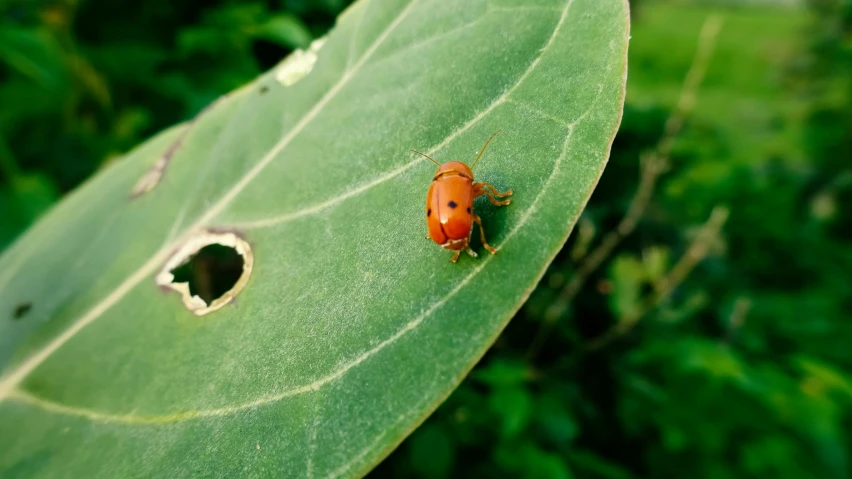 a lady bug sitting on top of a green leaf, by Jan Rustem, pexels contest winner, hurufiyya, photo on iphone, an orange, 🦩🪐🐞👩🏻🦳, on a landing pad