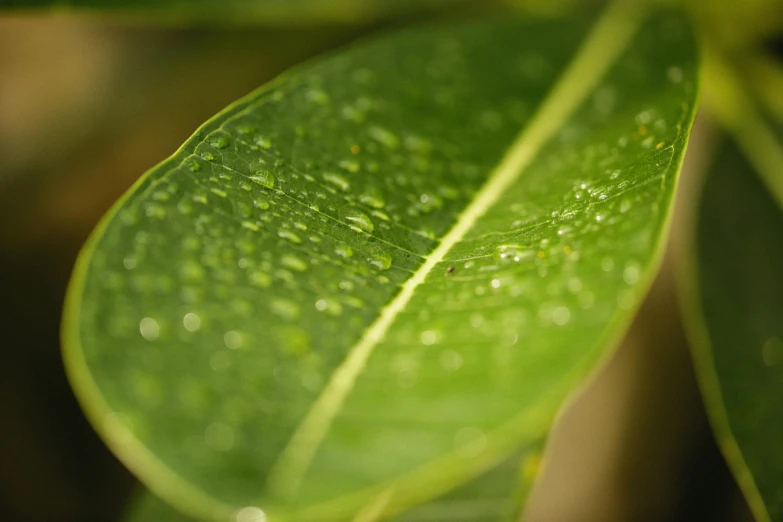 a close up of a leaf with water droplets on it, by David Simpson, unsplash, photorealism, olive thigh skin, close-up product photo, willow plant, eucalyptus