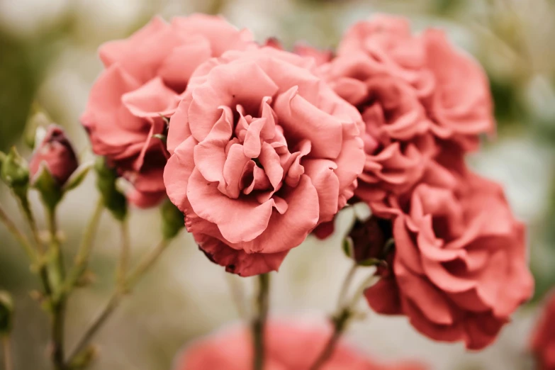 a close up of a bunch of pink flowers, trending on pexels, terracotta, grey, sculpted, carnation