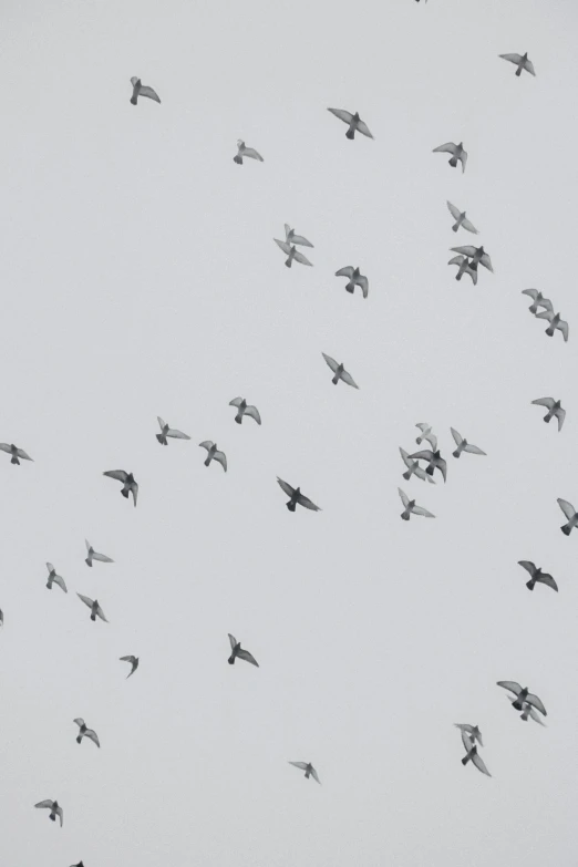 a flock of birds flying in the sky, a black and white photo, by Colijn de Coter, flickr, a spotted dove flying, many small details, minn, ello