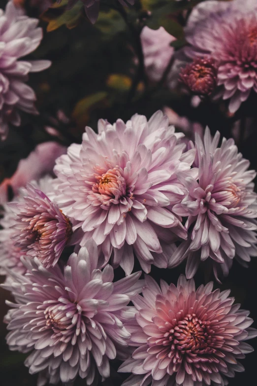 a close up of a bunch of pink flowers, a picture, by Carey Morris, trending on unsplash, baroque, soft dark muted colors, chrysanthemum eos-1d, made of flowers, professionally color graded