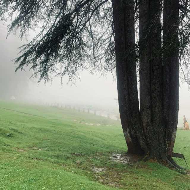 a red fire hydrant sitting on top of a lush green field, a picture, pexels contest winner, romanticism, huge tree trunks, uttarakhand, photography of todd hido, golf course