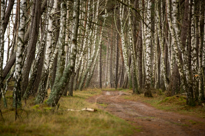 a forest filled with lots of trees next to a dirt road, by Grytė Pintukaitė, unsplash, renaissance, birches, ((trees)), “ iron bark, historical photo