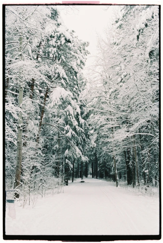 a red fire hydrant sitting in the middle of a snow covered forest, a photo, pexels contest winner, renaissance, road between tall trees, made in tones of white and grey, instagram story, iphone picture