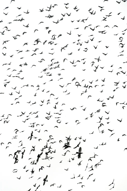 a flock of birds flying in the sky, inspired by Andreas Gursky, penned with black on white, 3 2 x 3 2, diverse, 2 5 6 x 2 5 6