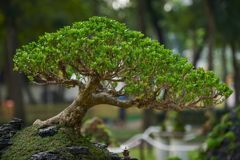 a bonsai tree sitting on top of a rock, inspired by Tōshi Yoshida, unsplash, exterior botanical garden, fan favorite, verdant topiary, lianas