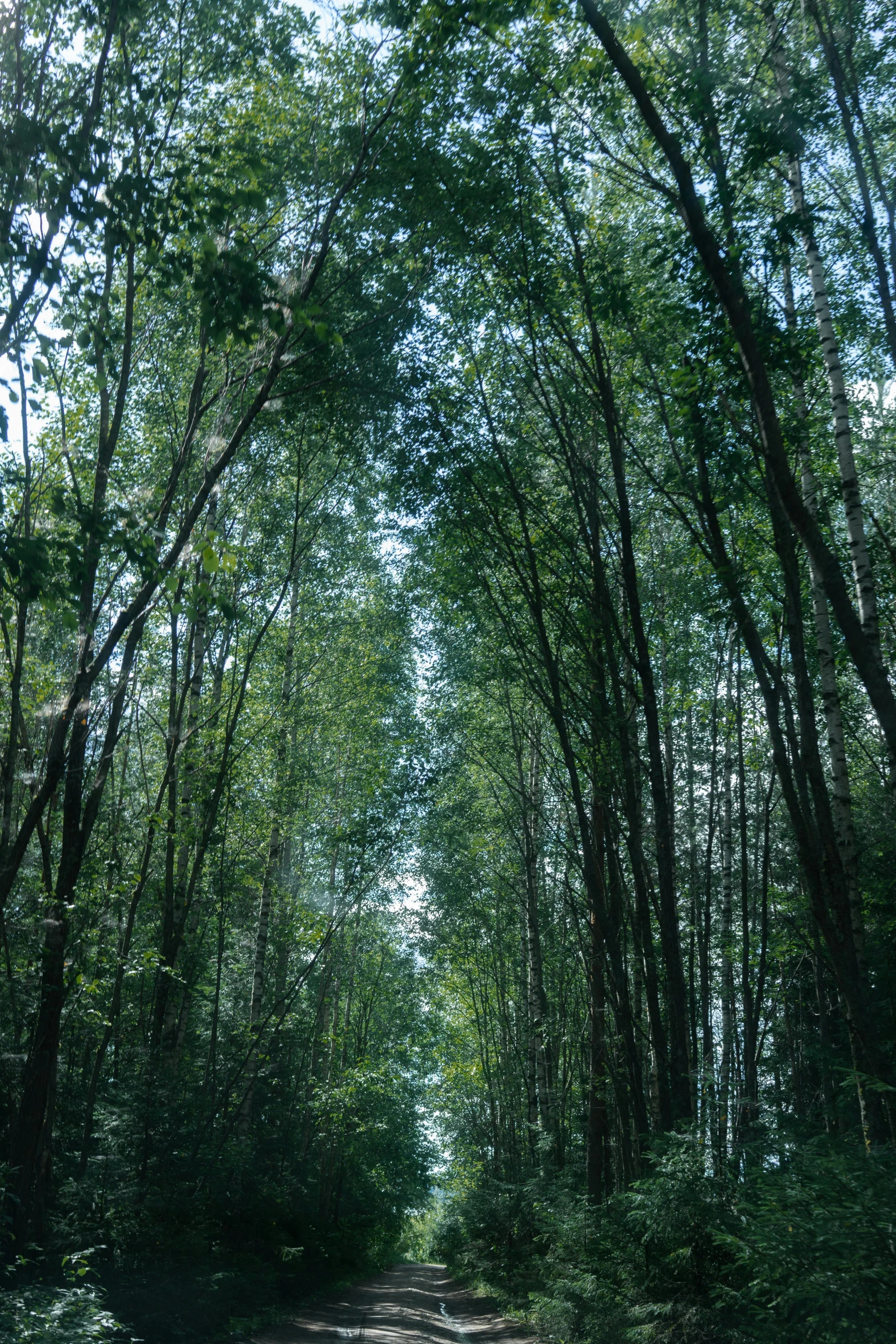 a dirt road in the middle of a forest, an album cover, by Jacob Toorenvliet, sumatraism, full frame image, made of bamboo, ((trees)), panorama