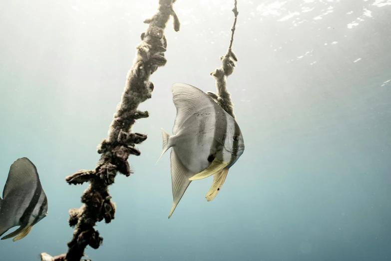 a couple of fish that are swimming in the water, by Dietmar Damerau, unsplash contest winner, hanging rope, butterflyfish, archival pigment print, dwell