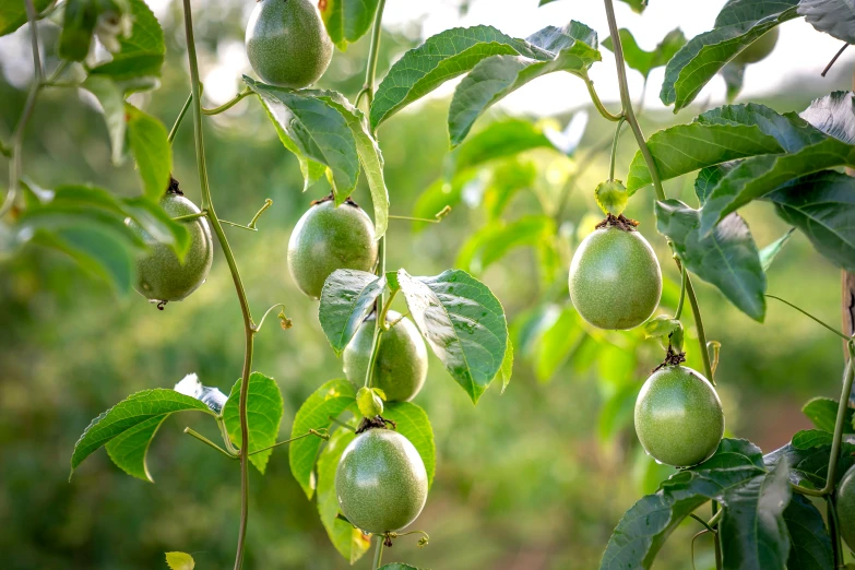 a bunch of green fruit hanging from a tree, unsplash, mingei, passion fruits, instagram picture, a wide shot, thumbnail