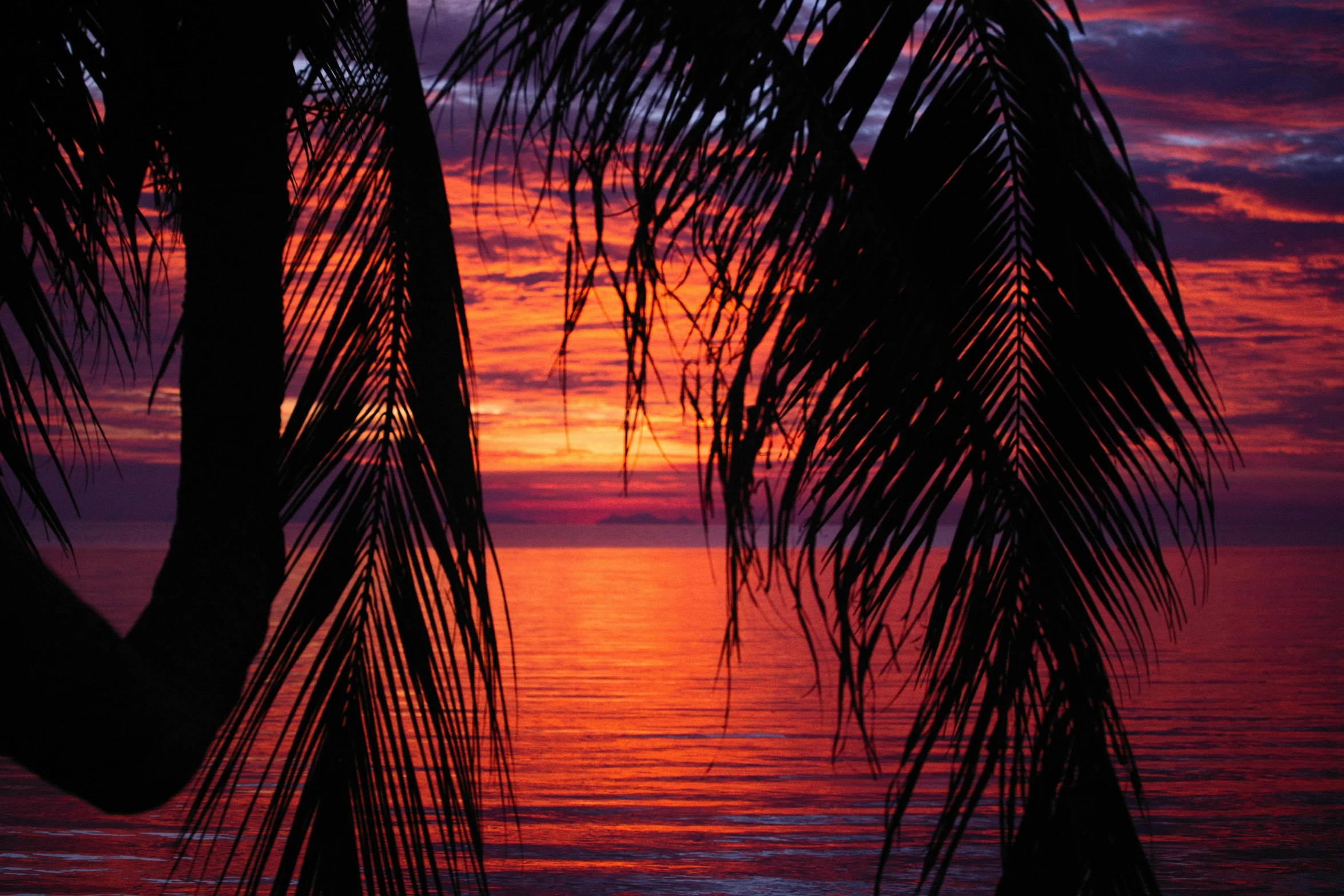 a sunset with palm trees in the foreground, by Pamela Drew, flickr, looking out at a red ocean, avatar image, tropical leaves, thumbnail