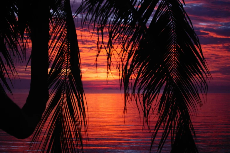 a sunset with palm trees in the foreground, by Pamela Drew, flickr, looking out at a red ocean, avatar image, tropical leaves, thumbnail