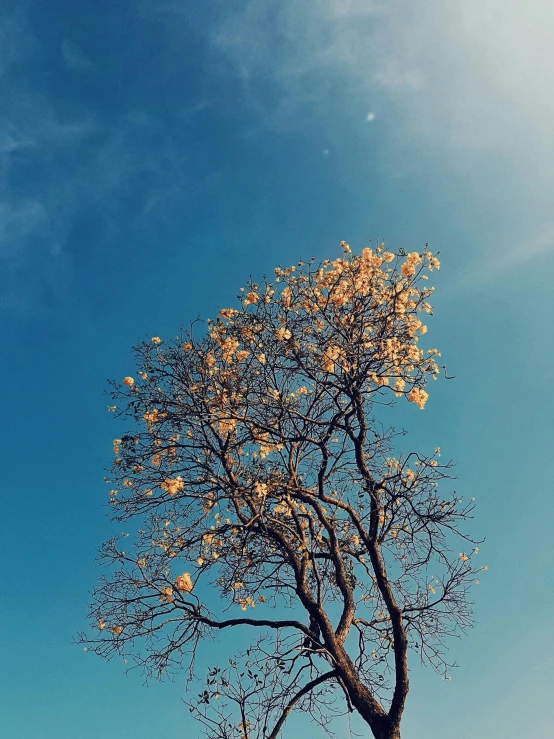 a tree in a field with a blue sky in the background, unsplash, aestheticism, seasons!! : 🌸 ☀ 🍂 ❄, golden sacred tree, city views, slight yellow hue