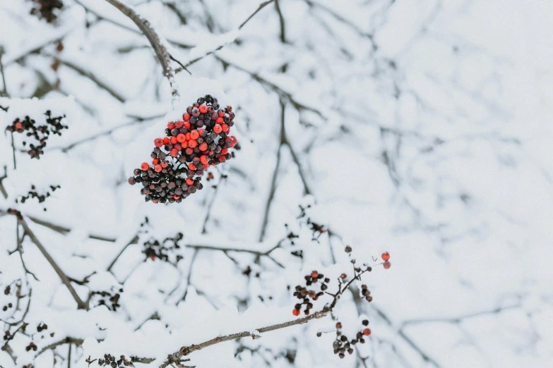 a bunch of berries sitting on top of a tree covered in snow, by Emma Andijewska, pexels contest winner, gray and orange colours, thumbnail, multiple stories, white